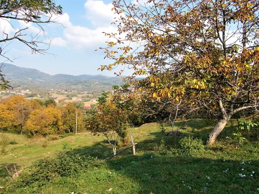 Bixad (Comună · Satu Mare)